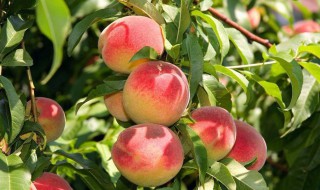 桃树9月份如何修剪 7个步骤不能少
