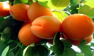 梦见我和家人捡杏吃 寓意是什么