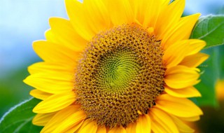 赞美向日葵的句子 大家可以学习一下