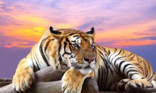 梦见老虎很温顺 你知道这解说吗