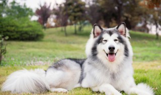 狗太大怎么办 面对大型狗我们该怎么办！