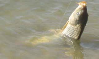 泡嫩玉米钓草鱼的方法 嫩玉米钓鱼泡制方法