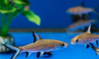 淡水鲨鱼怎么钓 钓淡水鲨鱼方法