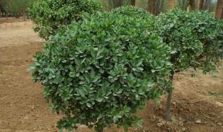 冬青树有几种 快来看看