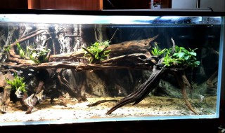 南美缸造景教程 神灯用在南美缸是另一种感觉