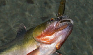 千又鱼钩适合钓什么鱼 快来了解看看吧