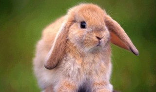 英国垂耳兔饲养方法 看完你就知道啦