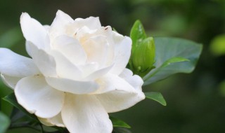 九月还能修剪栀子花吗 大家了解一下