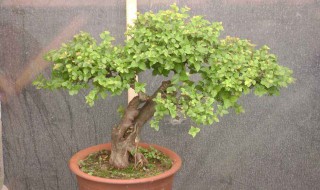 金雀梅的养殖方法 快来看看吧