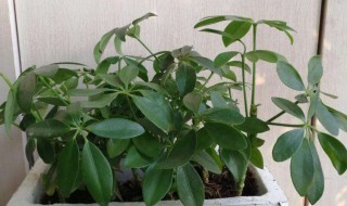 鸭掌木黑叶怎么办 简单方法帮你轻松搞定