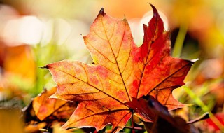 秋分古诗句 希望大家认真阅读