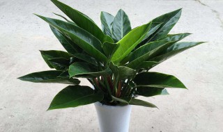 金钻换盆需耍剪根吗 园艺师教你如何正确栽培