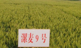 宝鸡关中主种小麦品种 有哪些