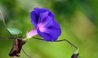 牵牛花的花语 情感专家帮你分析