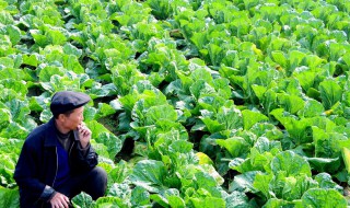 怎样种大白菜 大白菜怎么种植