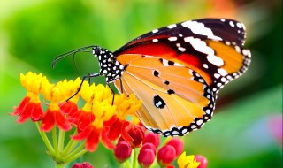 下雨时蝴蝶躲在哪里 下雨后蝴蝶藏在哪里