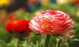 秋冬季种什么花好 给大家分享一下