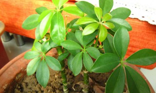 鸭掌木不长新叶怎么办 解决方法有2个