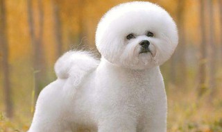 纯种比熊犬的5大特征 你家有吗?