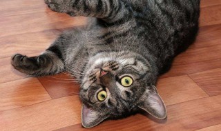 虎斑猫怎么喂养 需要注意什么？