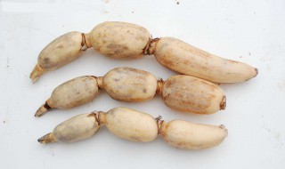 梦见连藕什么意思 这是什么预兆呢