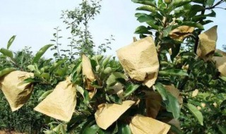 苹果脱袋什么时间最好 怎么操作