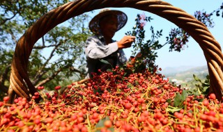 秋播花椒种子在几月份最好 花椒要怎么育苗