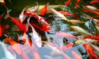 红鳟鱼养殖方法 送给需要的你