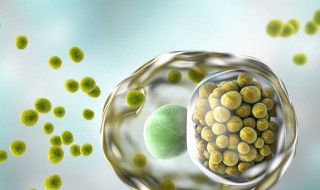 衣原体阳性什么意思 衣原体阳性如何处理