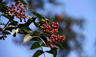 花椒几月份种植 你知道吗