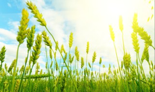 郑麦132麦种怎样 郑麦132的产量表现如何