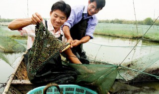 黄鳝笼子的下法 黄鳝笼子怎么下