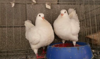 养鸽子的利润怎么样 养鸽子需权衡！