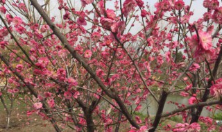 腊梅的种植与养护 快拿本子记起来