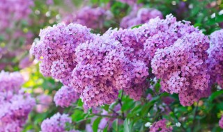 丁香花的养殖方法 这样养最简单