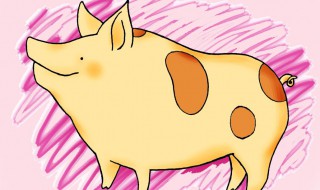 属猪2020年运势及运程 属猪人明年运势如何