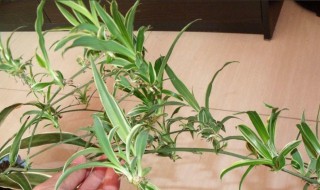 吊兰怎样移栽 怎样轻松移植吊兰