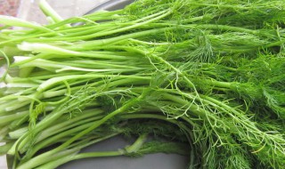 茴香菜怎么做好吃 跟着小编一起来看看吧