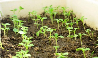 怎样种菜长得快 简单一招蔬菜长得壮壮的