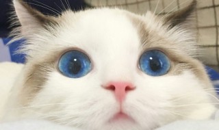 布偶猫哪个品相最贵 布偶猫怎样看品相