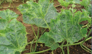 南瓜种植时间和技术 了解一下啦