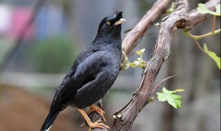 八哥多少钱一只 繁殖方式是什么