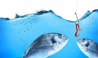 蚯蚓沾蜂蜜钓鱼方法 蜂蜜蚯蚓钓鱼使用法