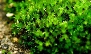 苔藓最快繁殖方法 苔藓如何快速繁殖