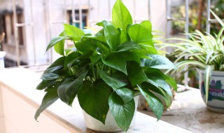 绿萝太长了怎么办 2个办法教你快速解决