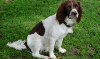 史宾格的优点和缺点 准备好养一只了吗