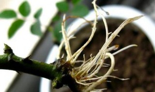 生根剂配方 几种家庭生根剂的配方