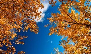 关于春夏秋冬的四字词语 关于春夏秋冬的四字词语精选