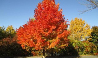 关于树的四字成语 关于树的四字成语精选