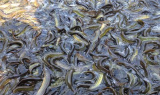 泥鳅的煎炸方法 泥鳅的煎炸方法简述